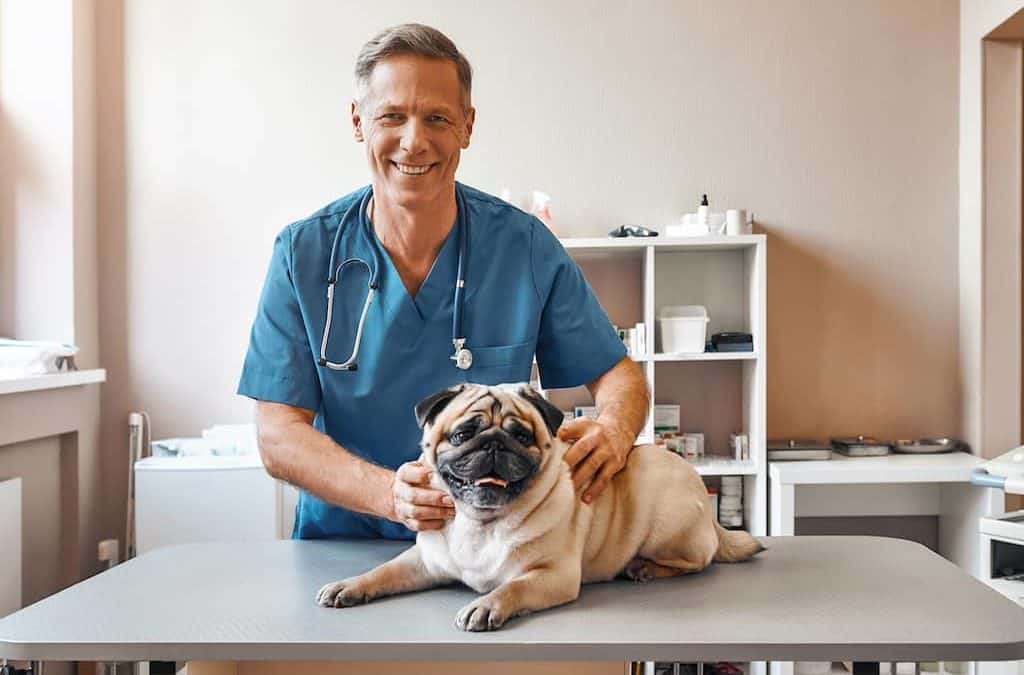 Get more patients with veterinarian seo services from Dietz Group