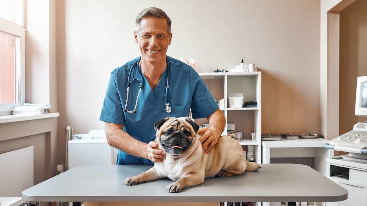 Get more patients with veterinarian seo services from Dietz Group