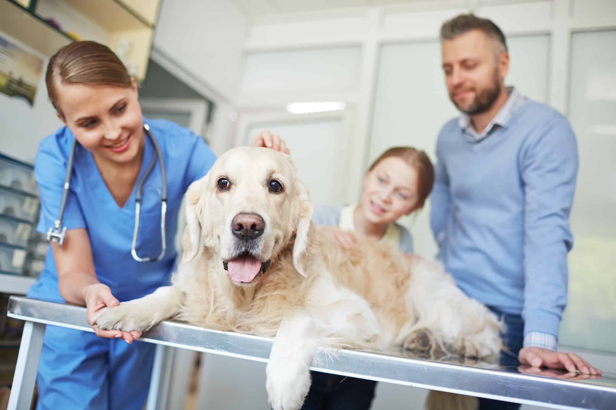 SEO for Veterinarians - why it should be in your clinic budget